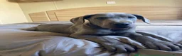 Great Dane dogs for sale: Blue Great Dane puppies  - Advert 1