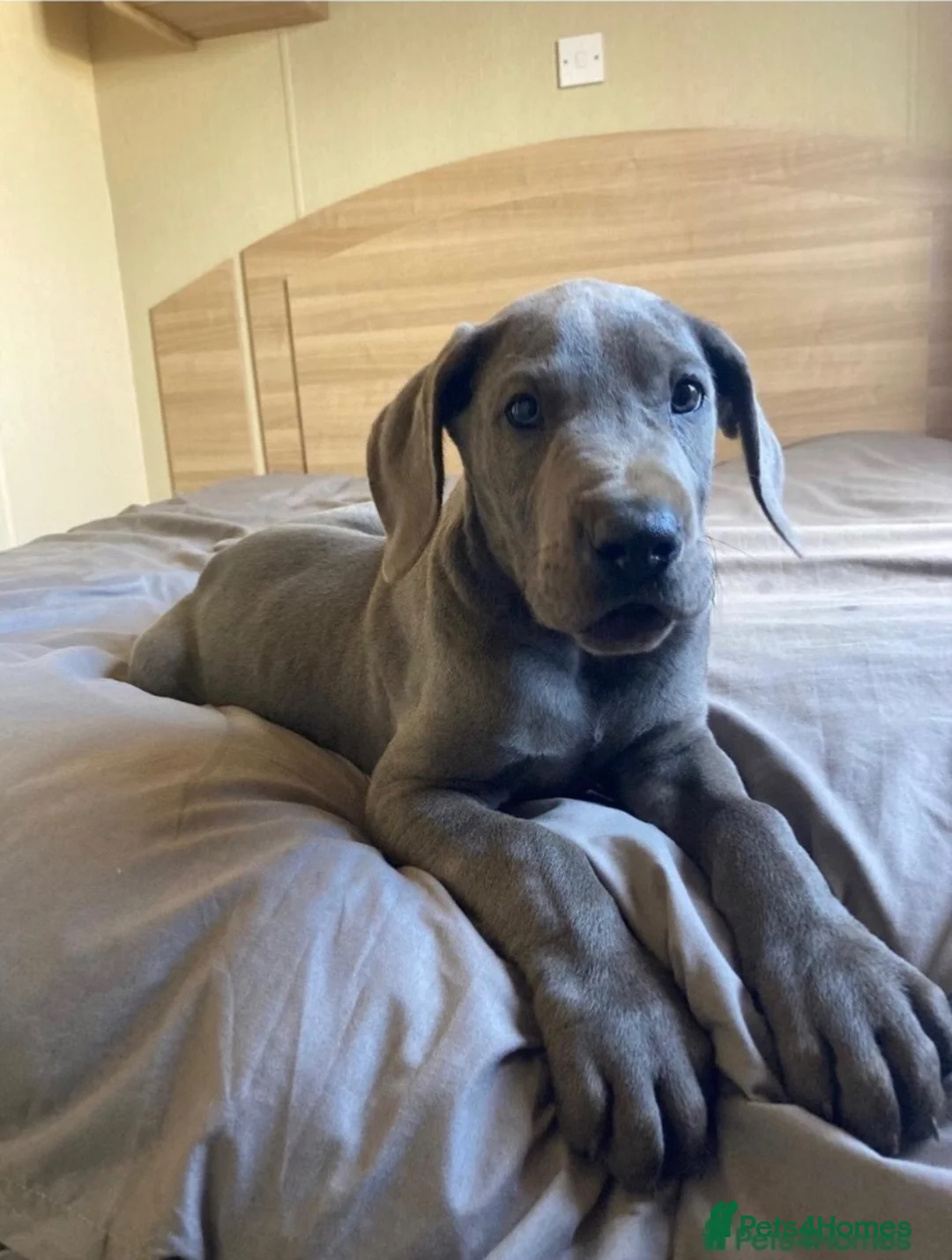 Great Dane dogs for sale: Blue Great Dane puppies  - Advert 1
