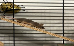 Mouse rodents for sale: X4 adult females and x12 litter  - Image 13