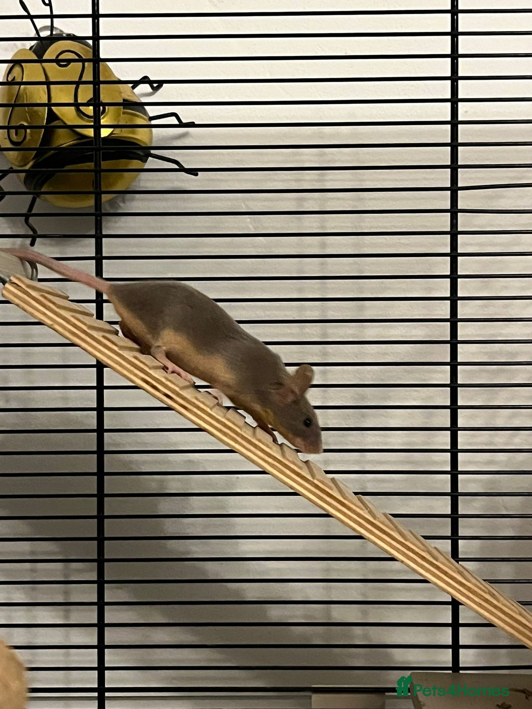 Mouse rodents for sale: X4 adult females and x12 litter  - Image 13