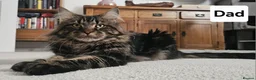 Maine Coon cats for sale: Gorgeous, sociable maine coon kittens  - Advert 16