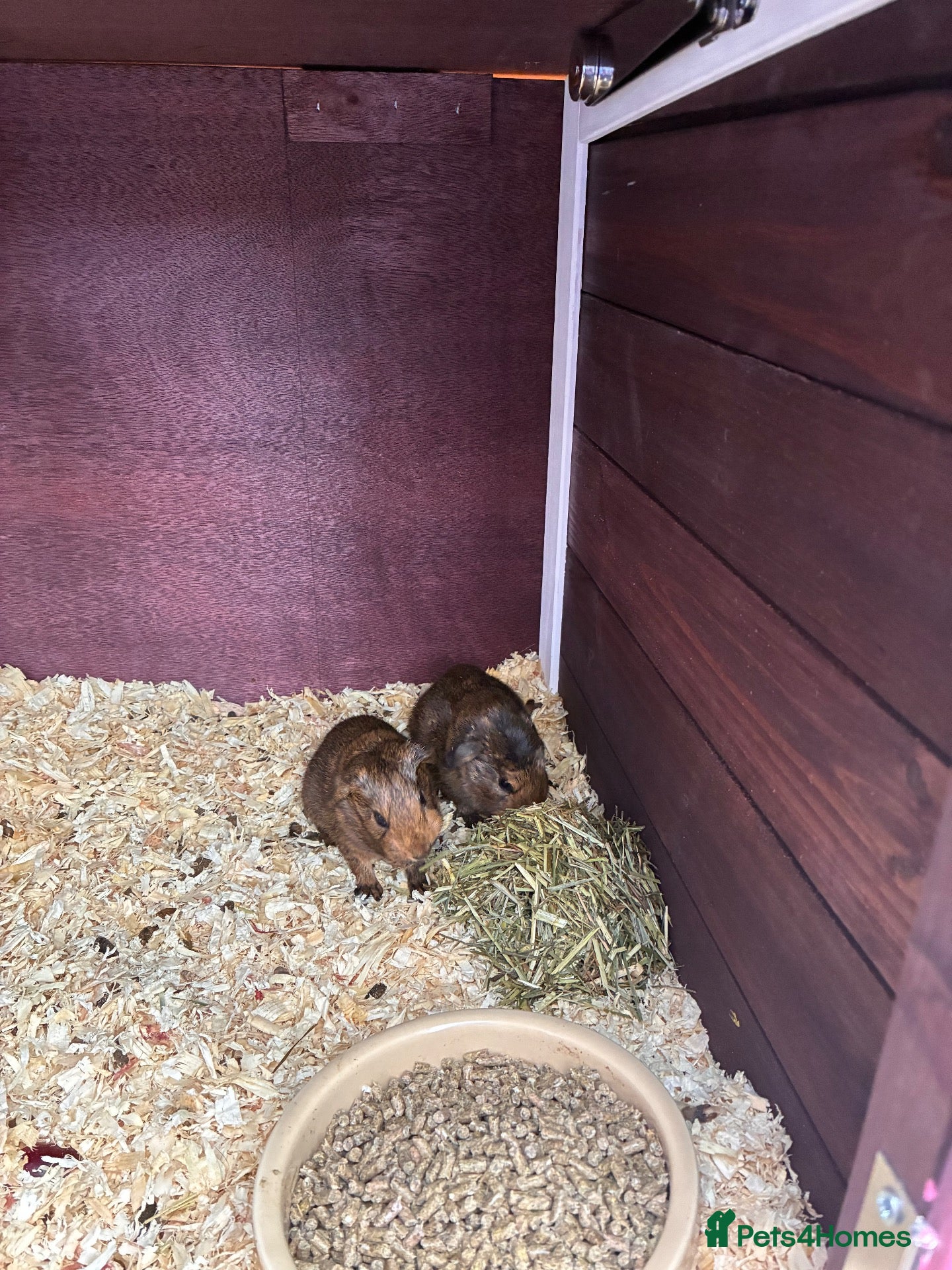 Guinea Pig rodents guinea pigs  - Advert 1