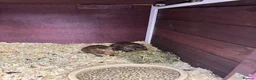 Guinea Pig rodents for sale: guinea pigs  in Melton Mowbray - Advert 1