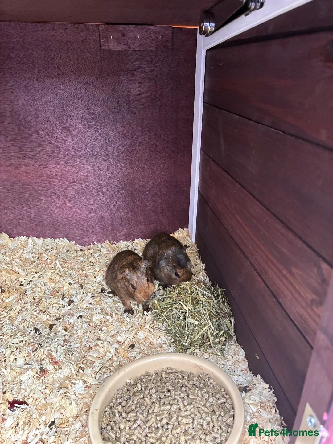 Guinea Pig rodents for sale: guinea pigs  in Melton Mowbray - Advert 1