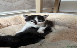 British Shorthair cats for sale: British shorthair mixed kittens  - Image 6