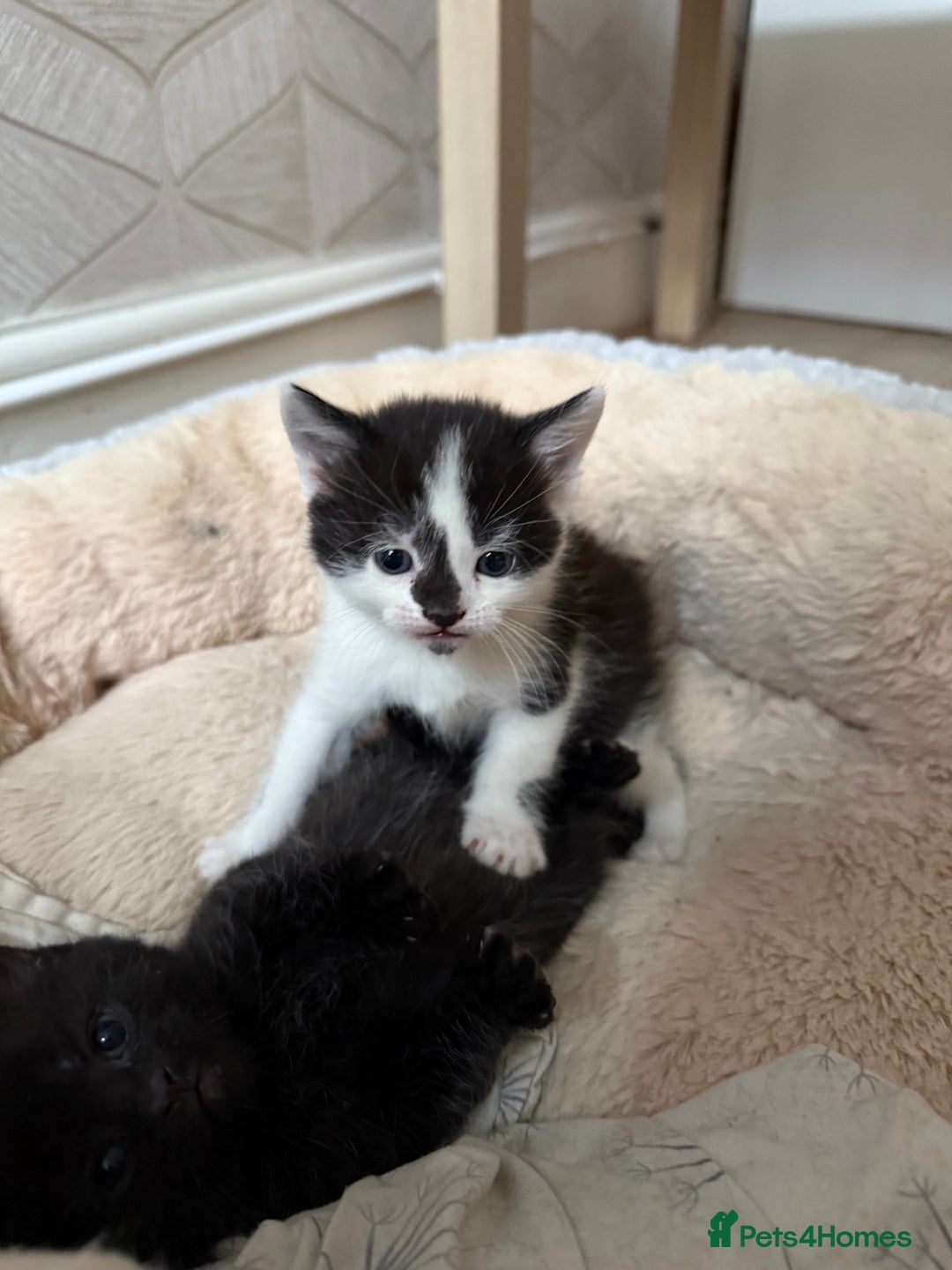 British Shorthair cats for sale: British shorthair mixed kittens  - Image 6