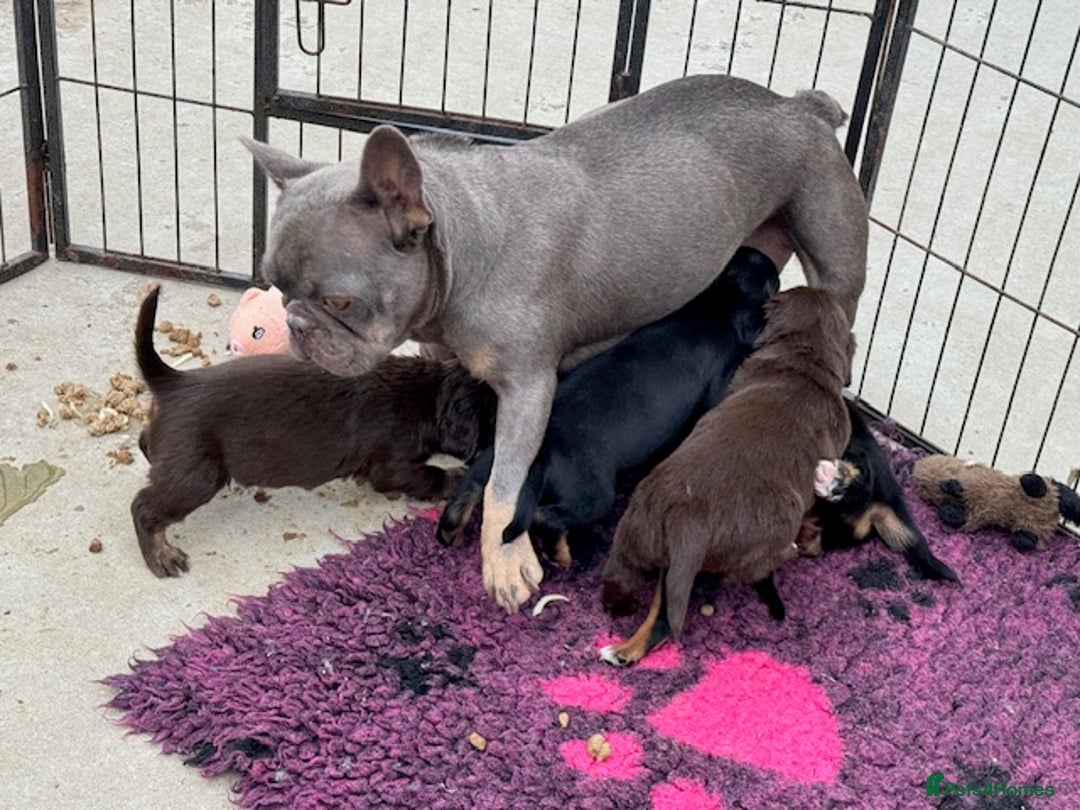Mixed Breed dogs for sale: French Bulldog x English springer spaniel pups  - Image 3