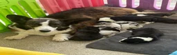 Welsh Corgi Cardigan dogs for sale: Stunning litter of Welsh cardigan corgi puppies  - Advert 7