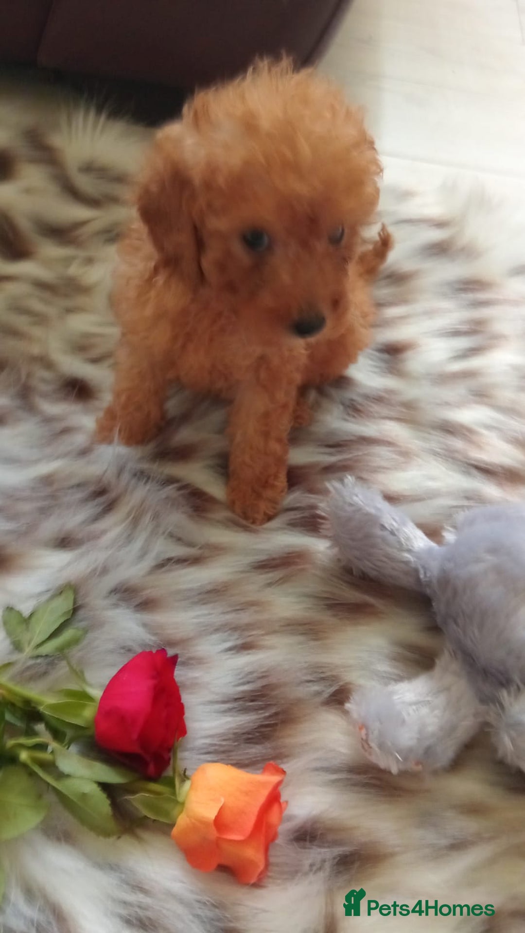 Miniature Poodle dogs for sale: Apricot miniature poodles - Advert 5
