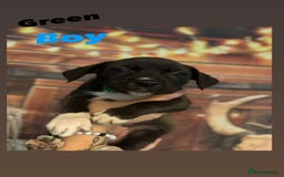 Mixed Breed dogs for sale: Mastiff collies  - Image 4