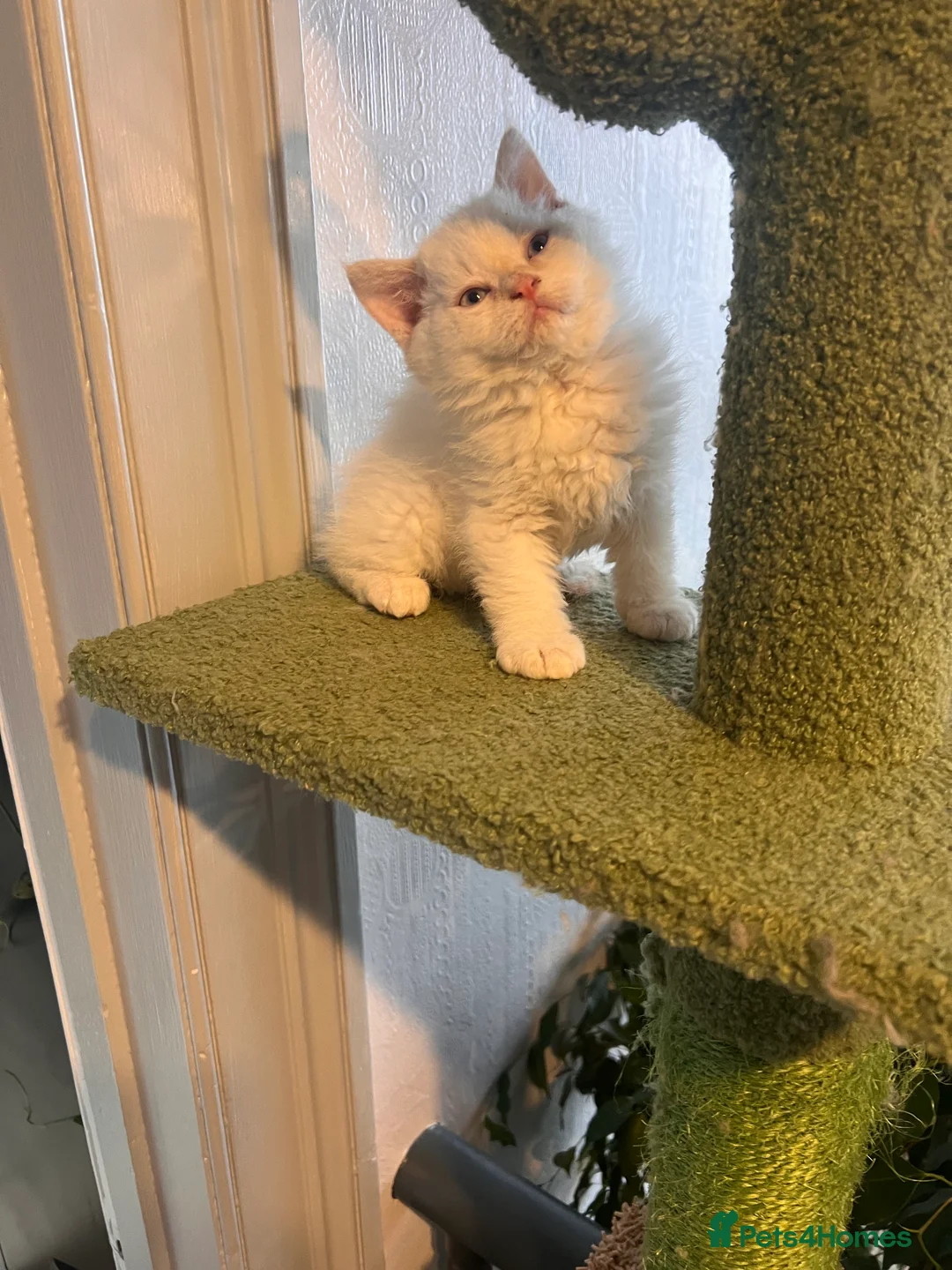 Selkirk Rex cats for sale: Stunning Selkirk rex kittens - Advert 4