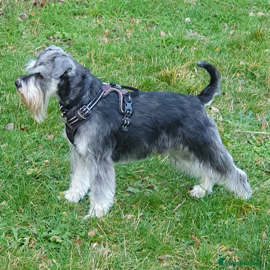 Miniature Schnauzer dogs for stud: Handsome black and silver Miniature Schnauzer  in Cambridge - Advert 12