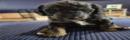 Jackapoo dogs for sale: 3 female Jackapoos - Advert 1