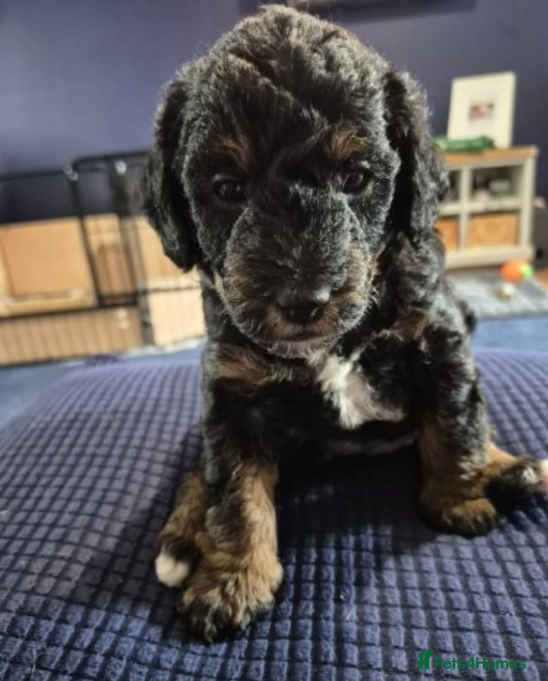 Jackapoo dogs for sale: 3 female Jackapoos - Advert 1