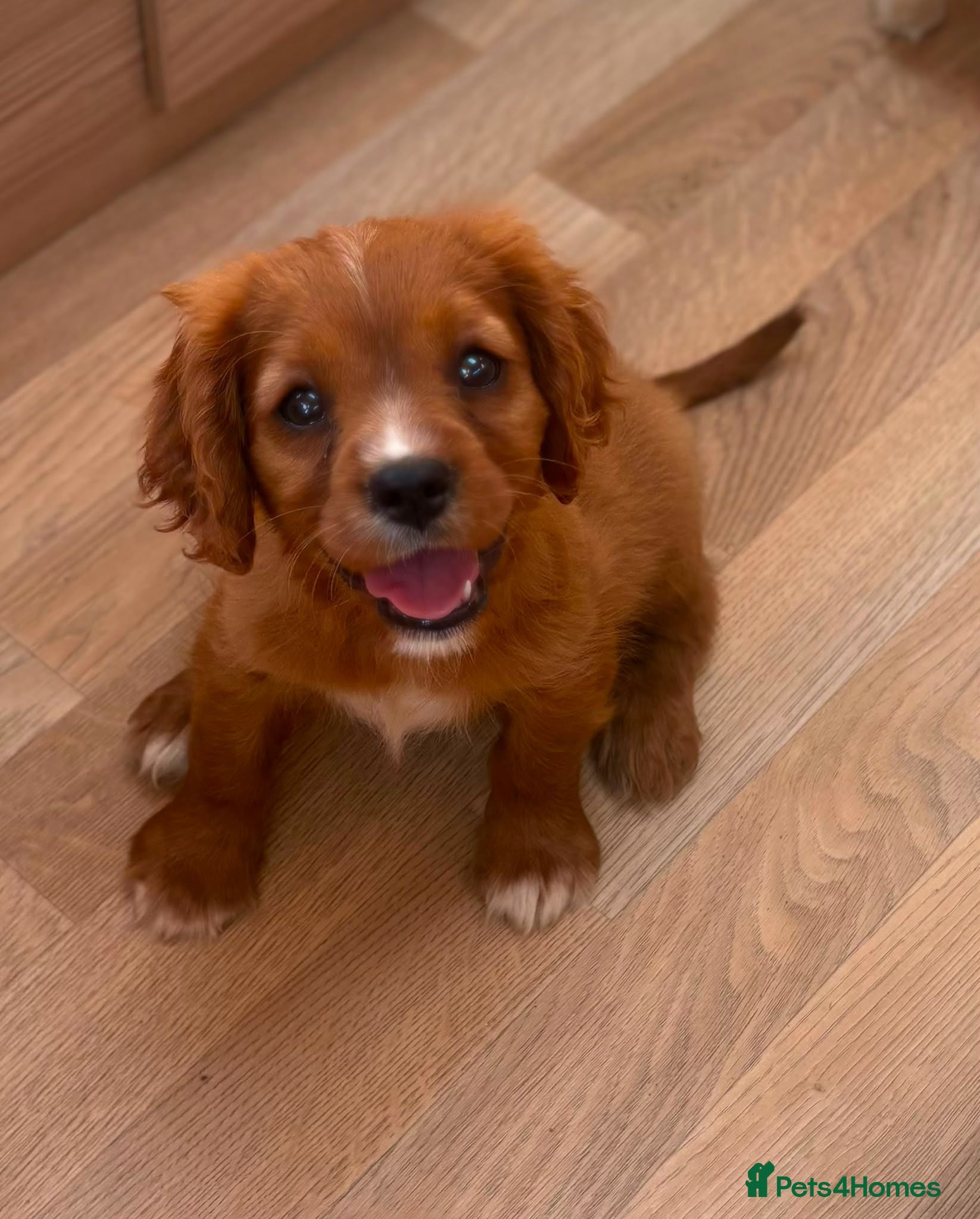 Cavalier King Charles Spaniel dogs Beautiful cavalier puppies  - Advert 1