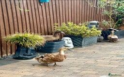Ducks poultry for sale: 4 Indian Runners, 2 Khaki Campbells - Image 3