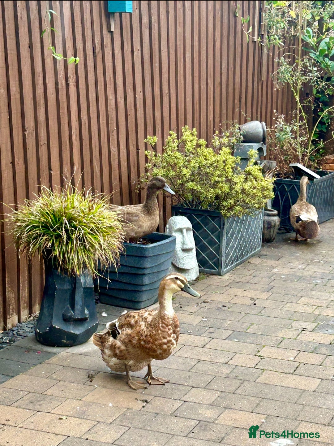 Ducks poultry for sale: 4 Indian Runners, 2 Khaki Campbells - Image 3