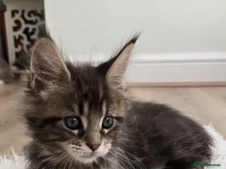Maine Coon cats for sale: 💫💫Beautiful Maine Coon Kittens💫💫 - Advert 1