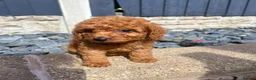 Cockapoo dogs for sale: Beautiful F2 cockapoo  - Advert 8