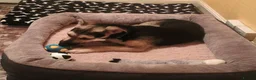 Mixed Breed dogs for adoption: ANTONIO - FOR ADOPTION  in Southport - Advert 4