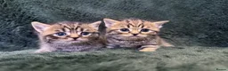 Scottish Fold cats for sale: Scottish striaght kittens registered  - Advert 8