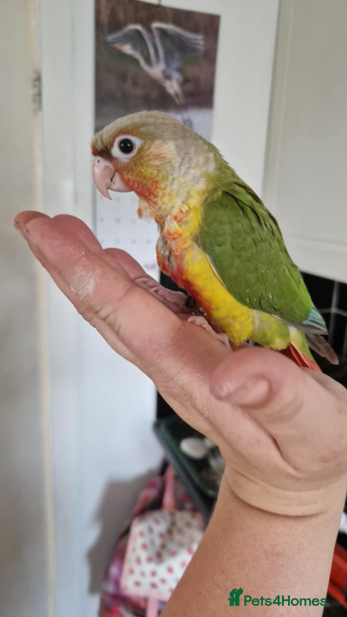 Conures birds pineapple green cheek conures - Advert 6