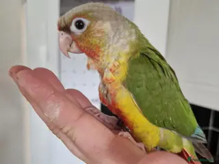 Conures birds pineapple green cheek conures - Advert 6