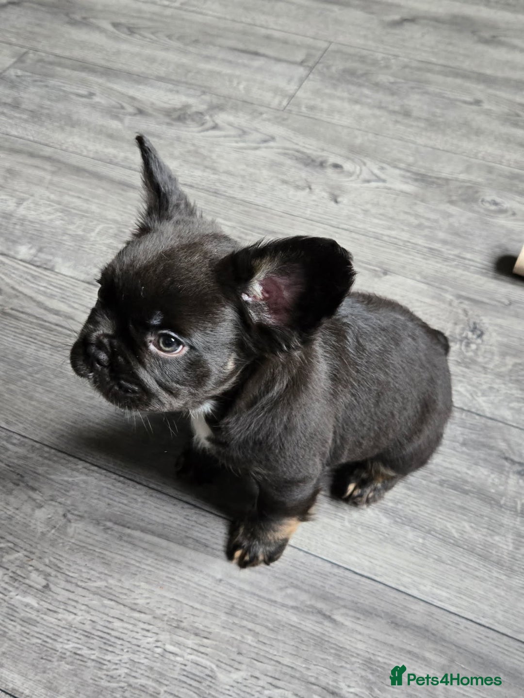 French Bulldog dogs for sale: 6 beautiful litter of French Bulldogs - Advert 12