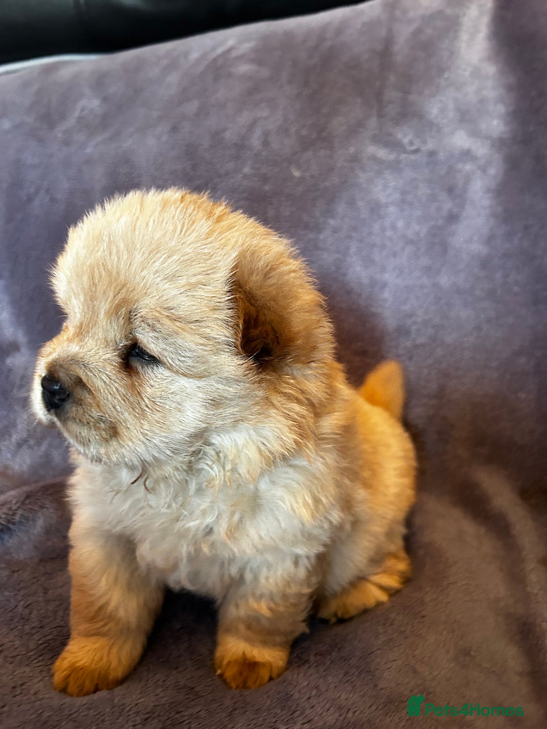 Chow Chow dogs for sale: Stunning chow chow puppies  - Advert 28