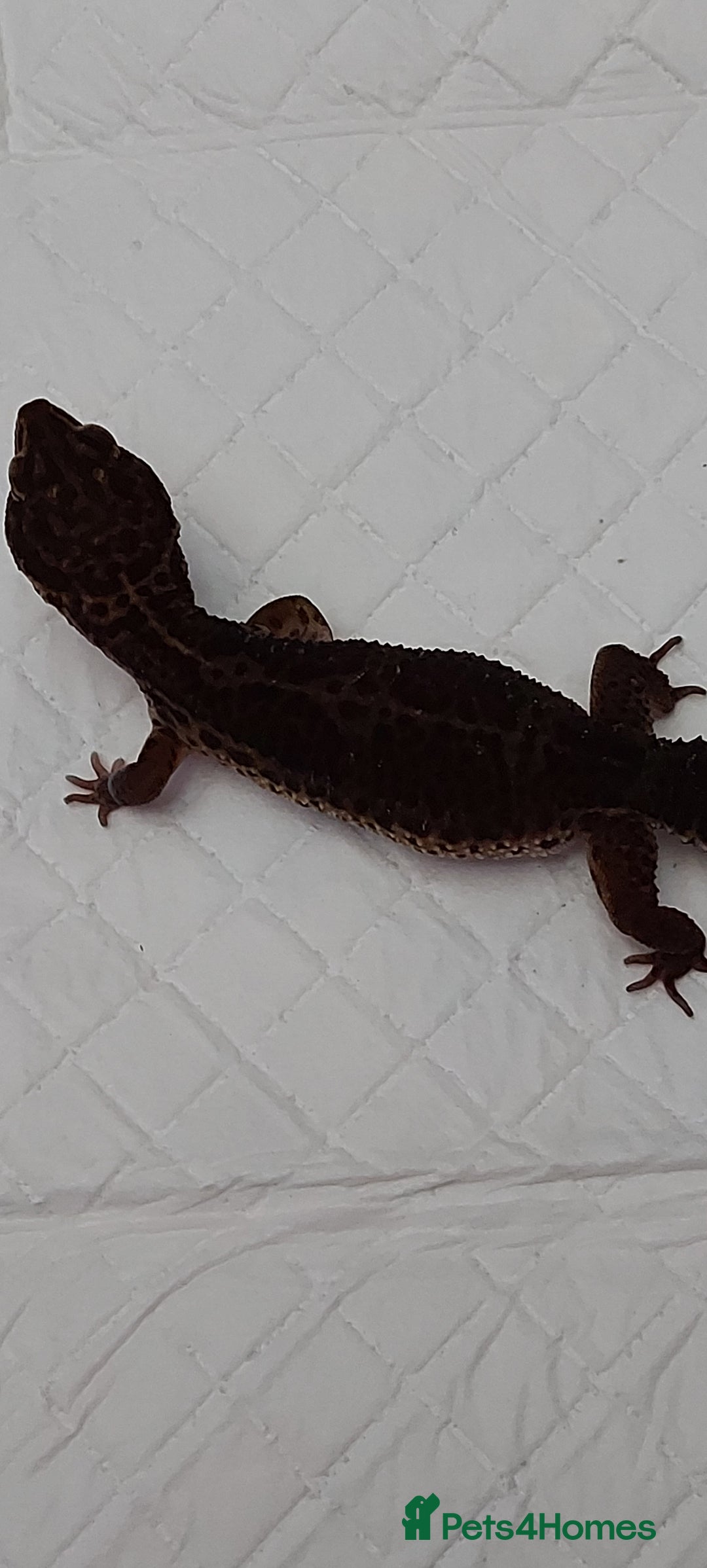 Leopard Gecko reptiles for sale: Three stunning leopard geckos for sale in Hinckley - Image 12