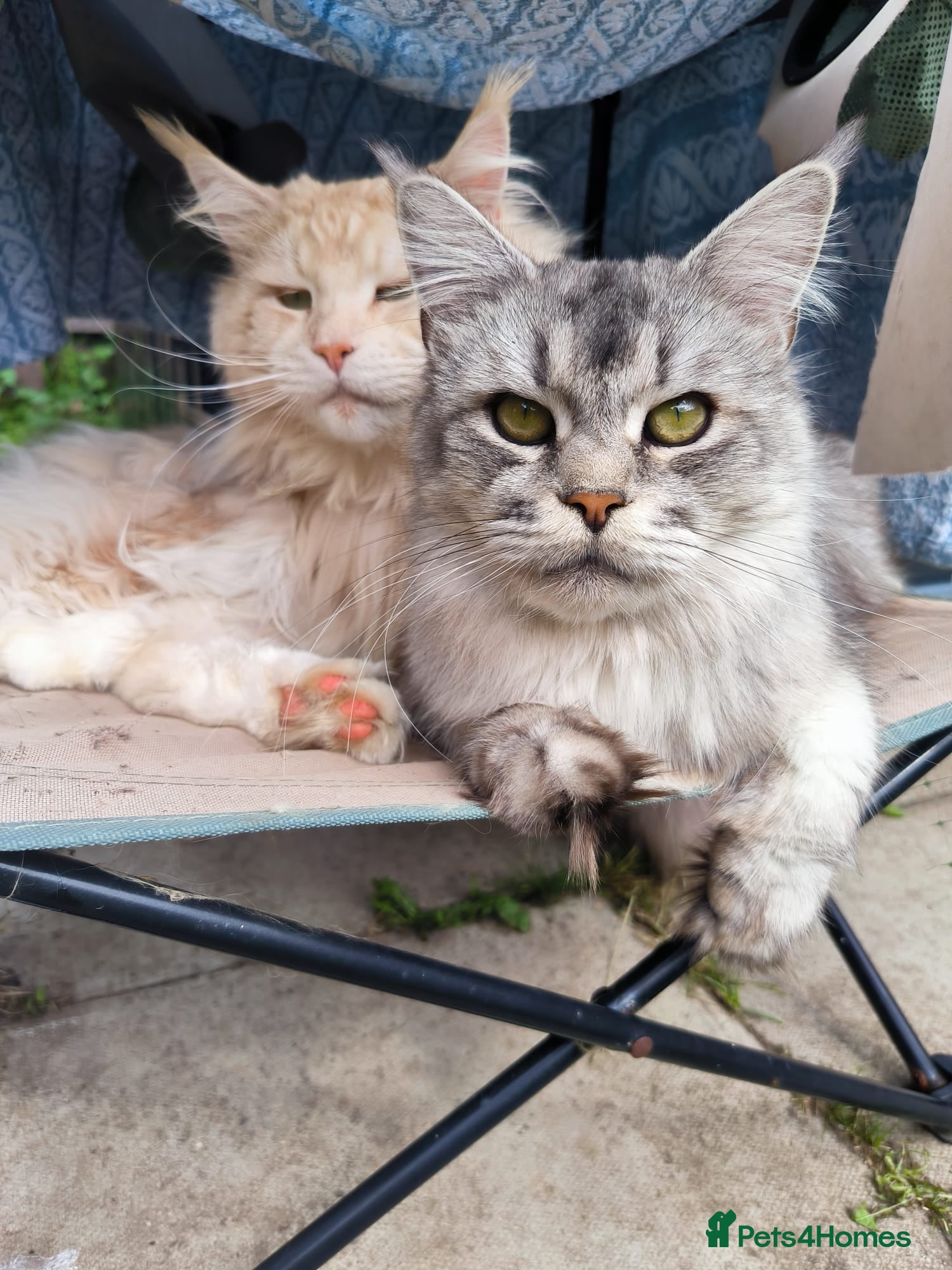 Maine Coon cats Purebred Maine Coon last girl ready now - Advert 17