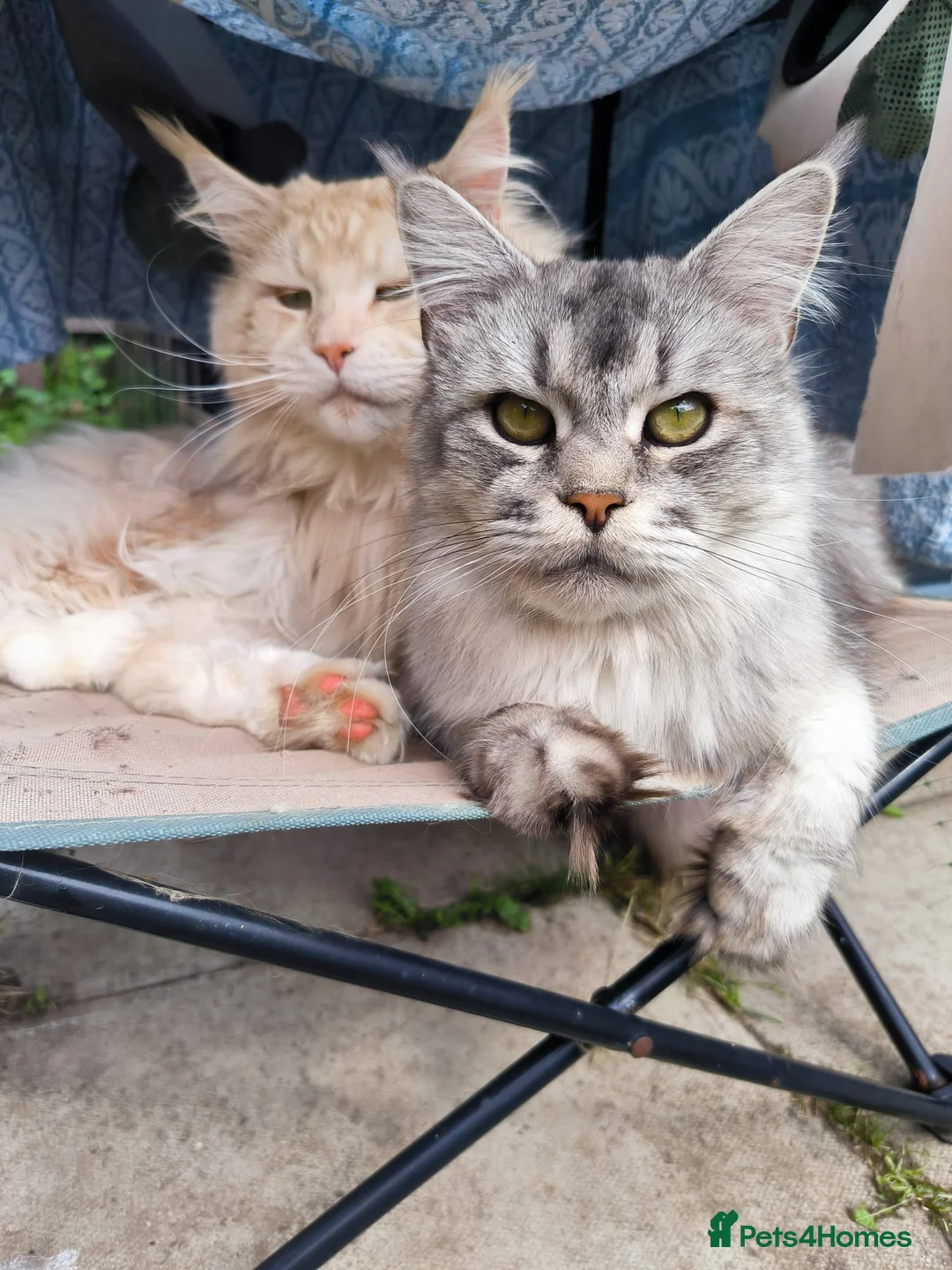 Maine Coon cats for sale: Purebred Maine Coon last girl ready now - Advert 1
