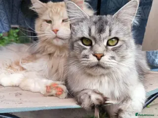 Maine Coon cats Purebred Maine Coon last girl ready now - Advert 17