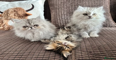 Persian cats 4 cuddly, petite Persian girls💗 - Advert 10