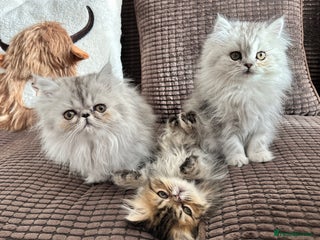 Persian cats for sale - Advert 1