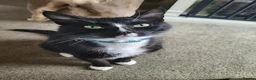 Mixed Breed cats for sale: 3 kittens For sale 2 boys one girl - Advert 3