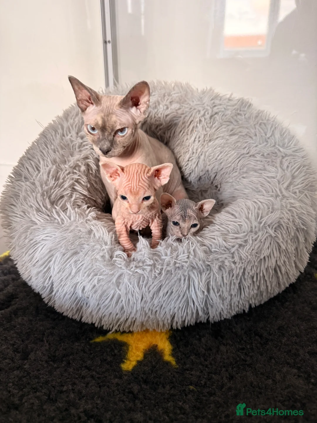 Sphynx cats for sale: Two female Canadian Sphynx kittens - Advert 1