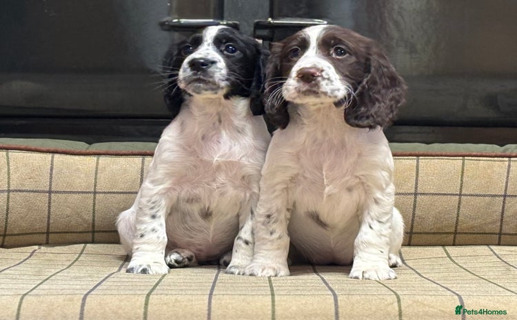 Cocker Spaniel dogs - Advert 4
