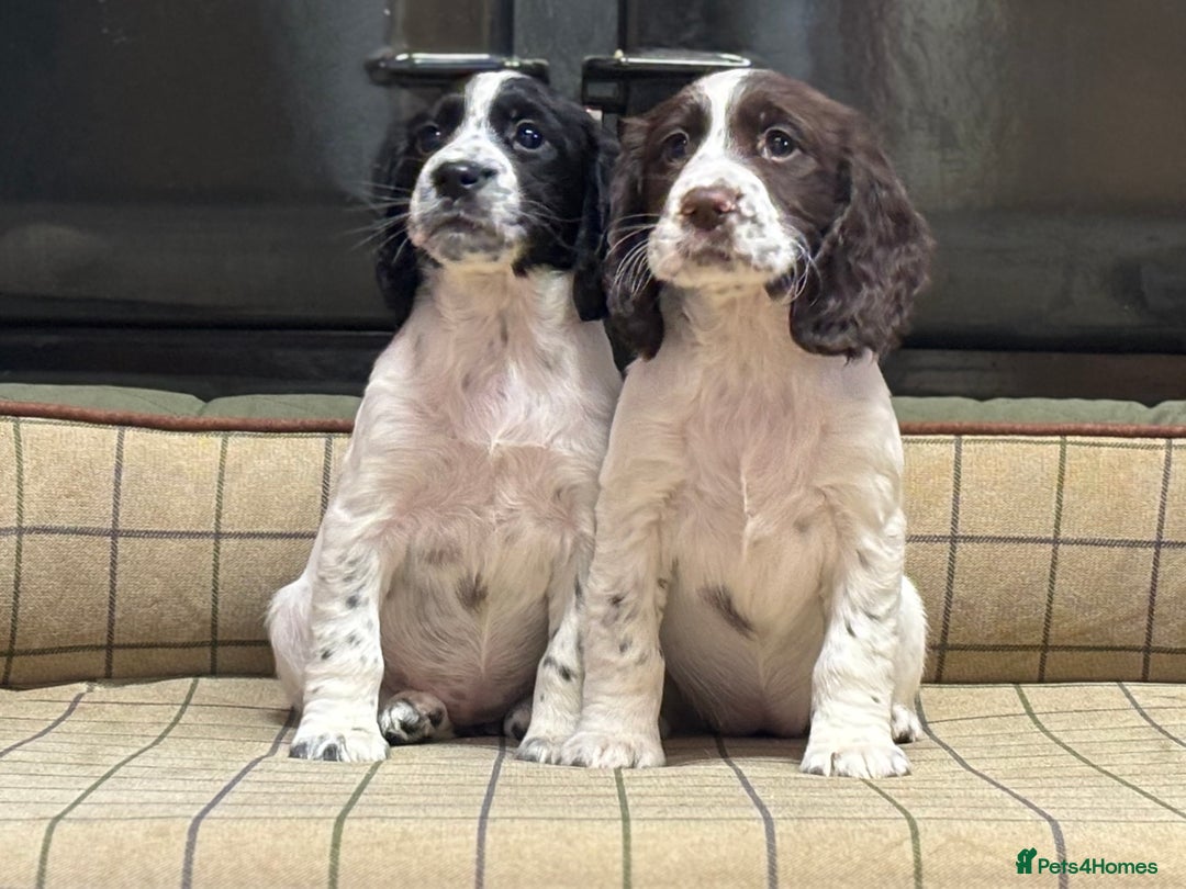 Cocker Spaniel dogs for sale: Gorgeous Cocker Spaniel Girls  - Image 1