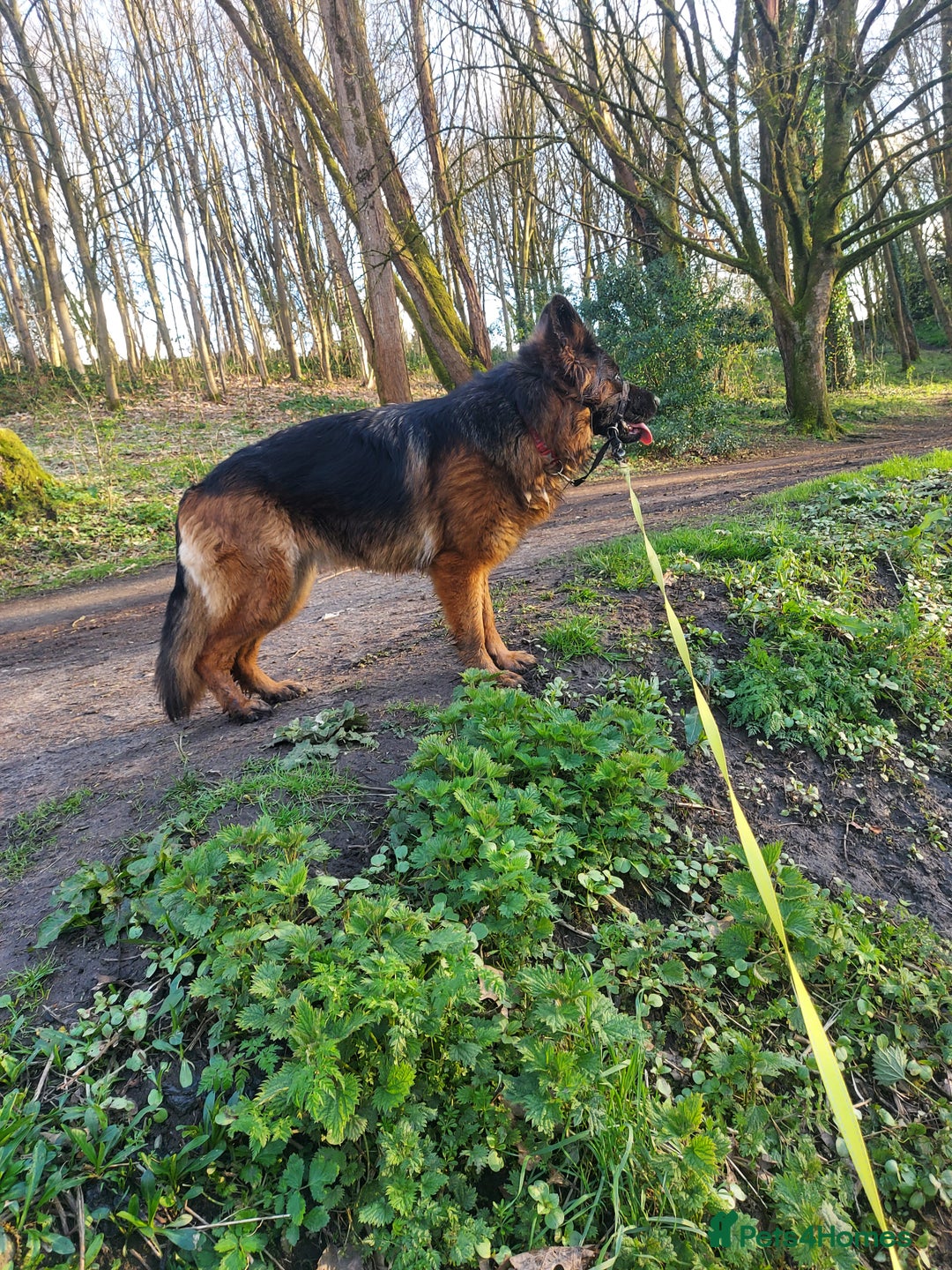 German Shepherd dogs for sale: 2 Chunky GSD boys looking for forever home  - Image 10