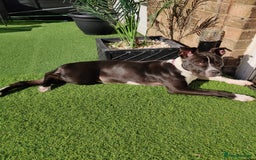 Staffordshire Bull Terrier dogs for sale: Beautiful staffy - Image 3