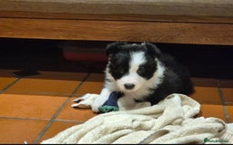 Border Collie dogs for sale: 🏡 Smart, Sweet Border Collie Pups Await You!" - Image 24