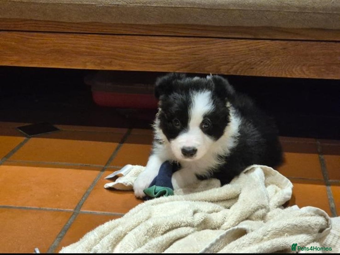 Border Collie dogs for sale: 🏡 Smart, Sweet Border Collie Pups Await You!" - Image 24