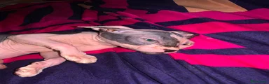Sphynx 2