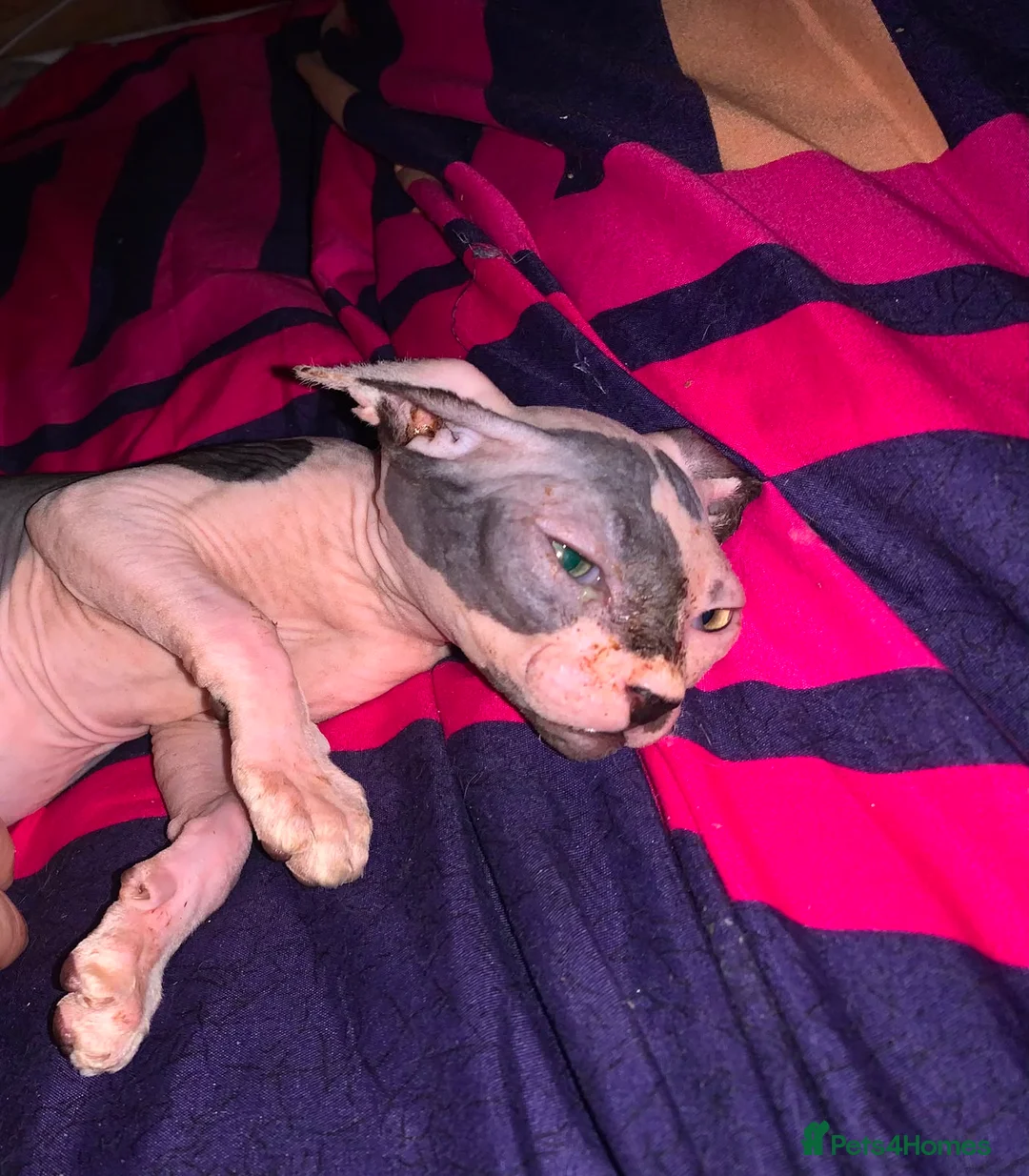 Sphynx cats for sale: Adorable Pair of Hairless Sphynx Kittens  - Advert 2