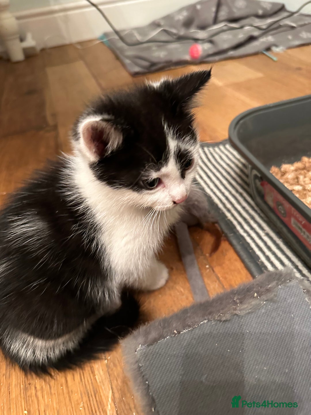 British Longhair cats for sale: Unusual markings  - Image 9