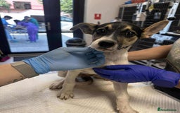 Mixed Breed dogs for adoption: 🍶Milkshake🍶 needs a home!  - Image 14