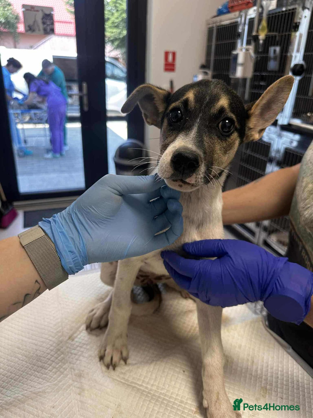 Mixed Breed dogs for adoption: 🍶Milkshake🍶 needs a home!  - Image 14