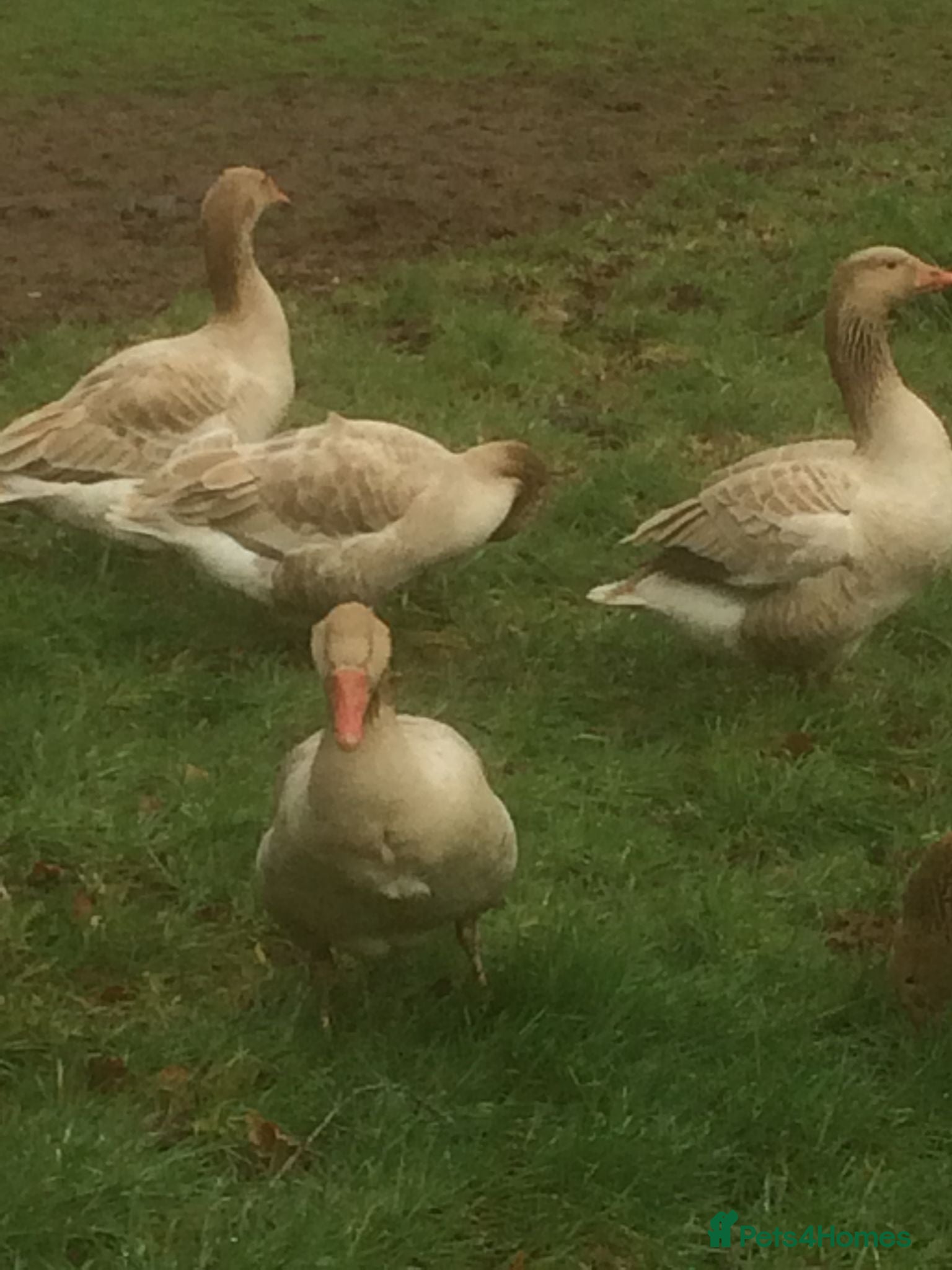 Geese poultry Brecon Buff Geese - Advert 1