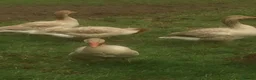 Geese poultry for sale: Brecon Buff Geese - Advert 1